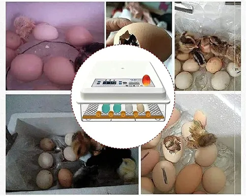 Vista 7 de Incubadora de huevos con capacidad para 120 huevos LED de giro automático de huevos y control de temperatura, ventilación automática, incubadoras