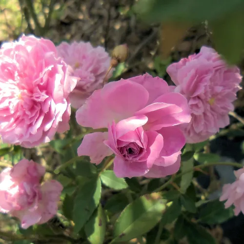 Vista 3 de Caldwell Pink Rose Bush - Raíz antigua reliquia propia - Rosa Hybrid - Planta viva - Flor doble perpetua fragante - Emerald Goddess Gardens