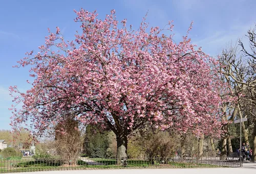 Vista 6 de Cerezo Japonés Semillas Premium Prunus serrulata 'Spring' Pink Bloom Plants'® (Premium Seeds, 20)