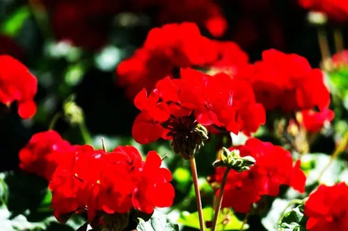 Vista 5 de Geranium Mix 50+ Semillas Plantación de Flores para Interior Exterior