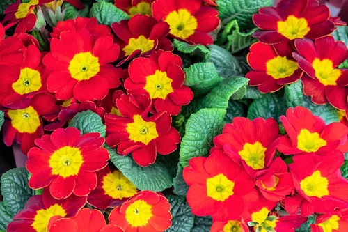 Vista 6 de 50 semillas mixtas de flores de planta de interior con sombra de prímula vulgaris