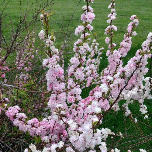 Vista 5 de Plantas de almendras en flor Árbol vivo, 7 a 11 inc. de altura, arbusto de ciruelo floreciente Planta ornamental planta ornamental doble flor rosa