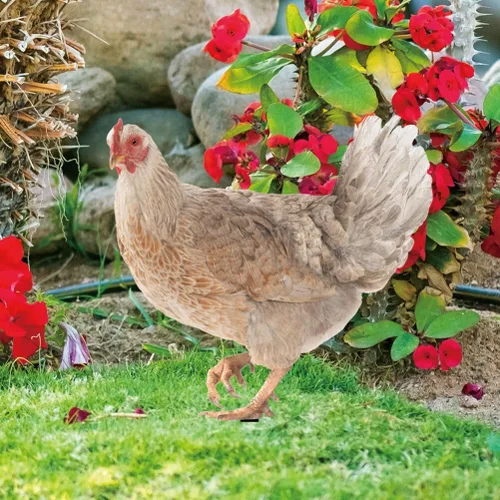 Vista 3 de HANABASS Juego de 4 estacas decorativas de acrílico para jardín, estatuas de gallina, decoración de gallina, gallo y animales para patio trasero