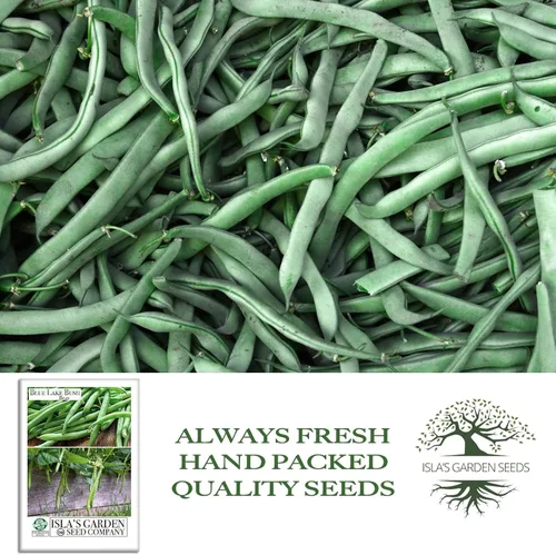 Vista 4 de Blue Lake Bush Green Bean Seeds, más de 50 semillas tradicionales por paquete, semillas sin OMG, (semillas de jardín de Isla), nombre botánico