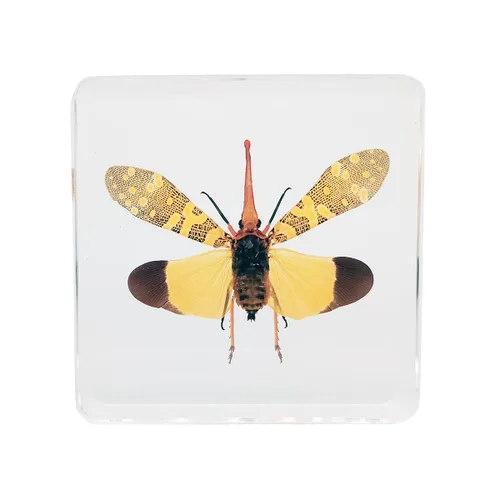 Vista 9 de Muestras de murciélago reales en manualidades de pisapapapeles de resina, colección de taxidermia de animales para educación científica y adorno