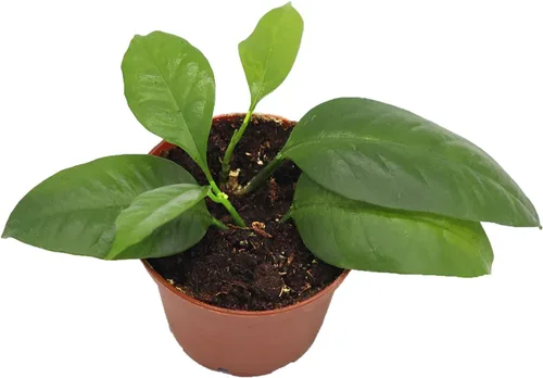 Vista 6 de Hoya - Cuerda hindú abigarrada, variedad rara, 2.5 pulgadas de California Tropicals