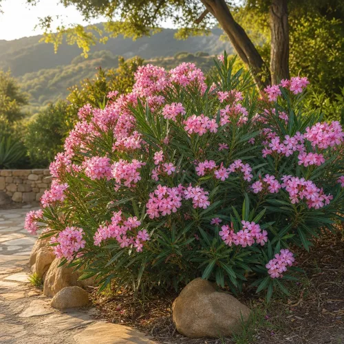 Vista 4 de Oleander Petite Pink Nerium 3 plantas vivas Arbusto tolerante a la sequía, arbusto de hoja perenne de rápido crecimiento, arbusto de exterior