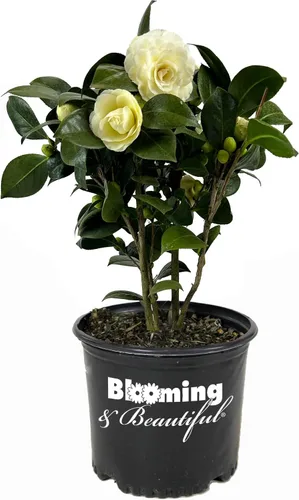 Vista 22 de Camelia, arbusto floreciente de hoja perenne viva, 3 galones