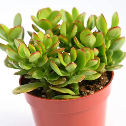 Vista 3 de Planta suculenta de jade vivo – Crassula Ovata Jade Suculenta – Suculenta de jade totalmente arraigada de 4 pulgadas