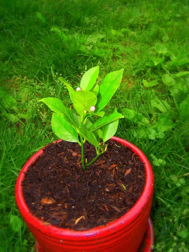 Vista 4 de UPC0764425789901 - Semillas de vid naranja gigante (Pyrostegia venusta) de Robsrareandgiantseeds UPC0764425789901 sin OMG, orgánico, cultivador