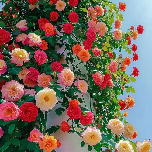 Vista 3 de Más de 400 semillas de rosas trepadoras para plantar al aire libre, flor de vid vibrante, flores ornamentales de jardín de larga duración, rosa