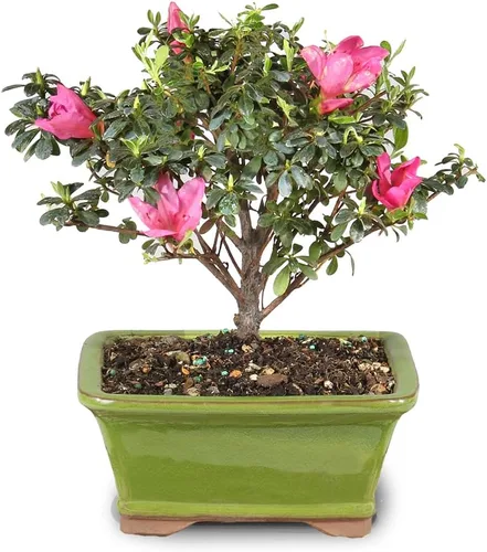 Vista 5 de Brussel's Bonsai Live Satsuki Azalea Bonsai, árbol de flores vivas, para exteriores, pequeño, 5 años de edad, 5 a 8 pulgadas de alto, paquete de 2