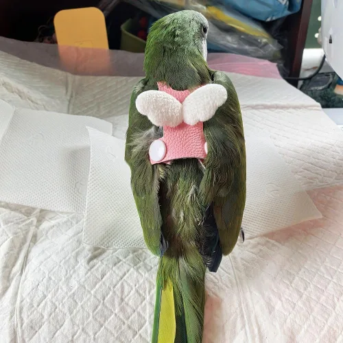 Vista 6 de Chaleco de arnés de vuelo de pájaro, traje de vuelo de loro con correa para periquitos, cacatúas, conures budgies, ropa de vuelo de pájaros