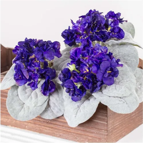 Vista 5 de 6 arbustos de violeta africana morada: tallos artificiales de flores de Polysilk Morado