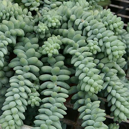 Vista 2 de Burro's Tail Suculent, hermosa suculenta arrastrada, planta viva en maceta de 3.5 pulgadas
