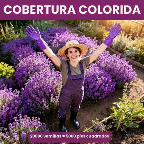 Vista 5 de 20000+pcs Semillas de tomillo rastrero para plantar – Flores de cobertura de suelo sin transgénicos – 10g Semillas de hierbas comestibles