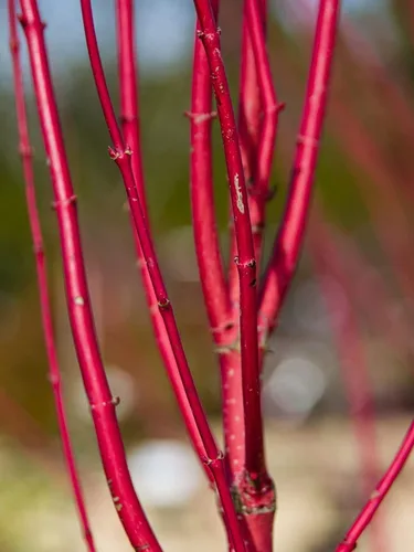 Vista 2 de Esquejes de cornejo rojo brillante para plantar, sin raíces, fácil de cultivar, privacidad y arbusto de paisajismo, corteza roja vibrante, se envía