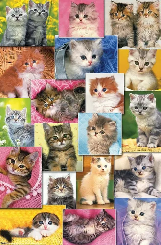 Vista 9 de Trends International Keith Kimberlin - Póster de pared de collage de gatitos, 14.725 x 22.375 pulgadas, versión enmarcada de madera de granero