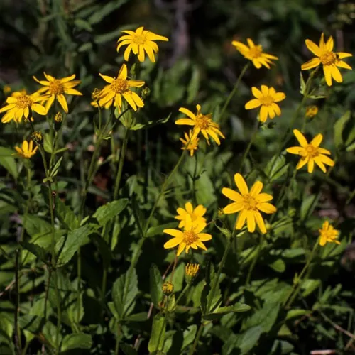 Vista 4 de Semillas de Árnica Europea (Arnica Montana) Paquete de 20 Semillas