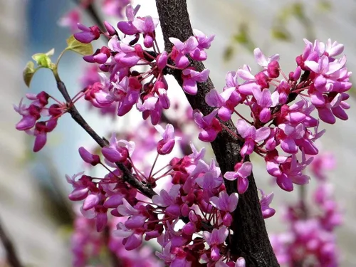 Vista 2 de Judas Tree of Love Seeds European Redbud Tree Bonsai Sakura 15 semillas para plantar