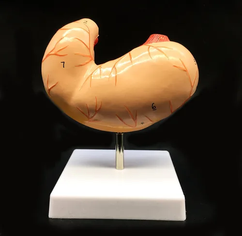 Vista 4 de Modelo de estómago humano de tamaño real Modelo anatómico Anatomía para ciencia Exhibición de estudio de aula Modelo médico de enseñanza 2 piezas