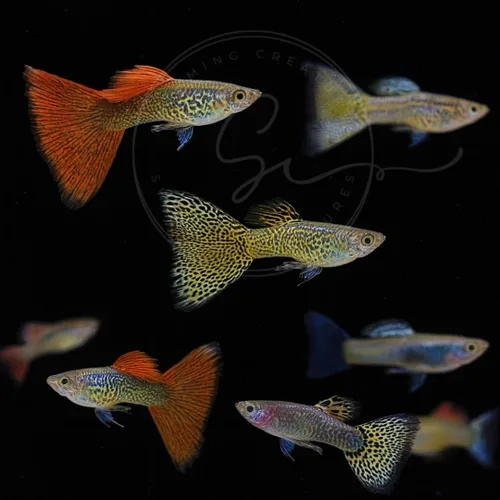 Vista 4 de Swimming Creatures™ Peces de Acuario de Agua Dulce Tropicales Guppy/Platy Reproductores Vivos (4 Machos Guppy Oro 24K de 24 cm)