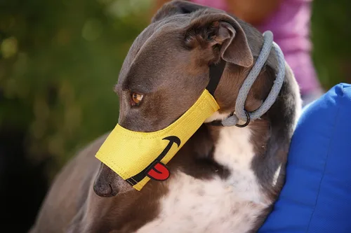 Vista 6 de Cesar Millan Bozal divertido, Smiley (talla 1, amarillo)