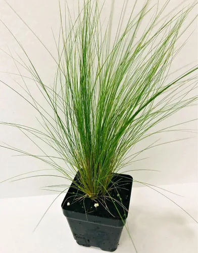 Vista 3 de Greenwood Nursery: Hierbas ornamentales vivas - Hierba de plumas mexicanas + Nassella Tenuissima - [Cantidad: 1 maceta de pinta]