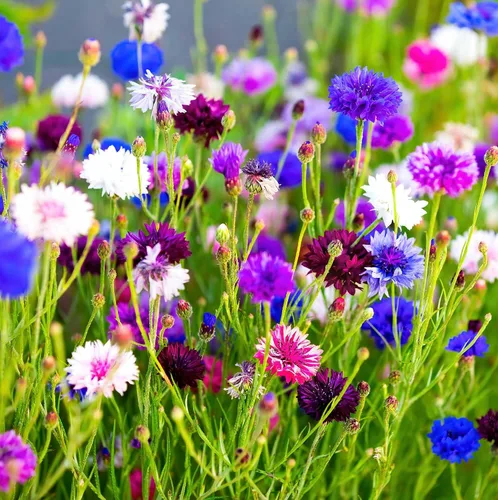 Vista 2 de Más de 3000 semillas de flores de corte de aciano para plantar contenedores de jardín al aire libre
