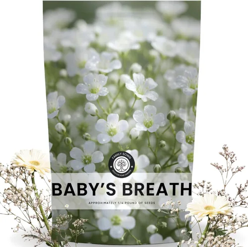 Vista 8 de Baby's Breath - 4,000 semillas para plantar - Temporada 2026 - Bolsa de 0.18 oz