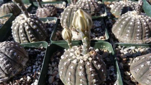 Vista 4 de Gymnocalycium ragonesii Cactus Cactus Suculenta Planta Real
