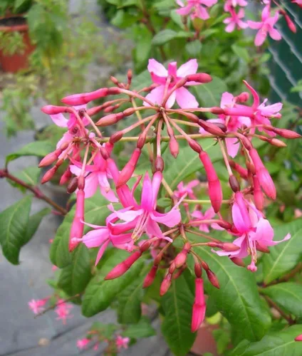 Vista 4 de Semillas de flores fucsias Bonsái casero perenne multicolor -100pcs Semillas