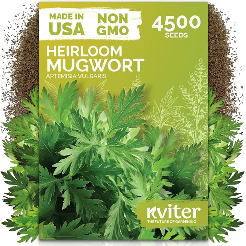 Vista 15 de KVITER 1000 semillas de quinua de cordero (Chenopodium Album) - Hierbas comestibles autóctonas, ideales para jardines de hierbas orgánicas