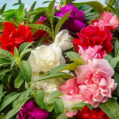 Vista 4 de Impatiens - 100 semillas de flores de bálsamo para plantar al aire libre, flores anuales de jardín vibrantes, floración rápida, ideal para camas