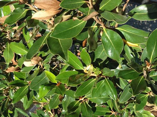 Vista 5 de Little GEM Magnolia - Tamaño: 2-3 pies, planta viva, incluye fertilizante de mezcla especial y guía de plantación