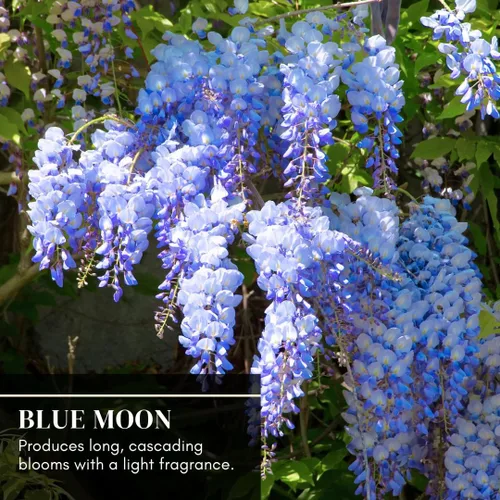 Vista 2 de Hermosa glicina de luna azul, planta de vid, atrae colibríes, flores fragantes de plantas en maceta, en latencia (1-2 pies). no para la venta