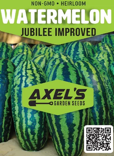 Vista 2 de Semillas de sandía Giant Jubilee para plantar sandía tradicional sin OMG – Planta y cultiva paquetes de semillas de sandía Jubilee en el jardín al