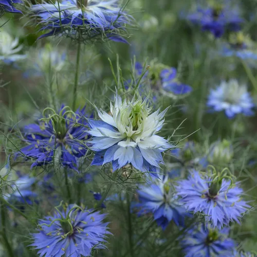 Vista 7 de Love-in-a-Mist - 250 semillas - Variedad de reliquia y polinizada abierta, semillas de flores aptas para polinizadores sin OMG para plantar al aire