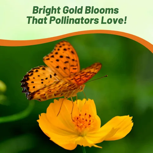 Vista 5 de Outsidepride Gold Cosmos Sulphureus Seeds – 1000 piezas anuales, tolerantes a la sequía y aptas para polinizadores, semillas de flores para plantar