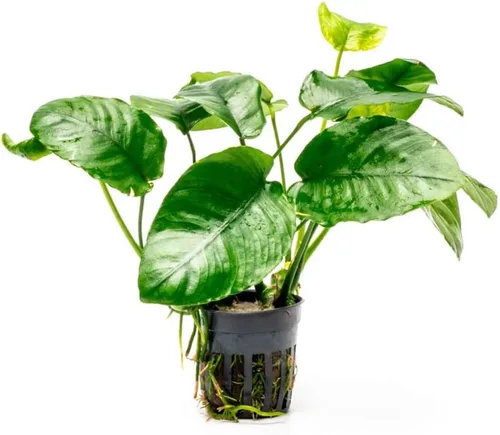 Vista 51 de SubstrateSource Plantas vivas – Anubias Hastifolia (Anubias hastifolia) – Luz baja a moderada, hojas en forma de flecha de color verde medio a