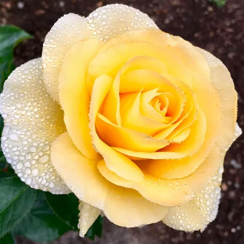 Vista 10 de Heirloom Roses Rose Bush - Easter Basket™ Planta amarilla viva para plantar al aire libre