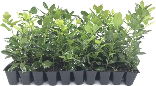 Vista 9 de Nellie R. Stevens Holly - 3 árboles vivos - Plantas de privacidad de hoja perenne