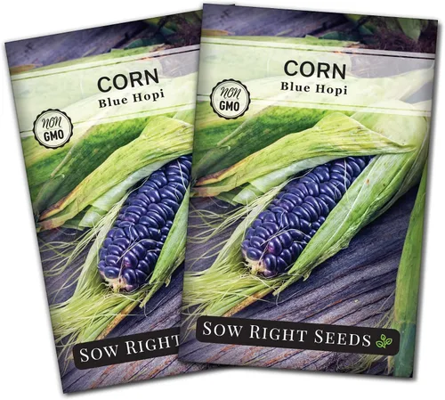 Vista 7 de Sow Right Seeds - Semilla de Maíz Azul Hopi para plantar - Paquete de reliquia sin OMG con instrucciones para plantar y cultivar un jardín