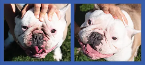 Vista 6 de Squishface Pasta antiarrugas – Bulldog, bulldog francés, pug, bulldog inglés – Limpia arrugas, manchas de lágrimas, bolsillos de cola y patas