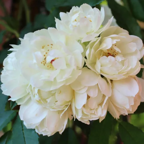 Vista 4 de White Lady Banks Rose - Planta de rosas trepadoras vivas, flores blancas sin espinas, vid perenne resistente para vallas, cenadores y enrejados