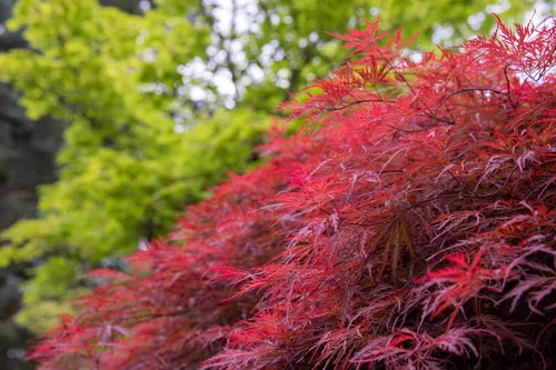 Vista 9 de 10 INABA SHIDARE Maple Weeping Red Laceleaf Japanese Acer Palmatum Dissectum Tree Seeds