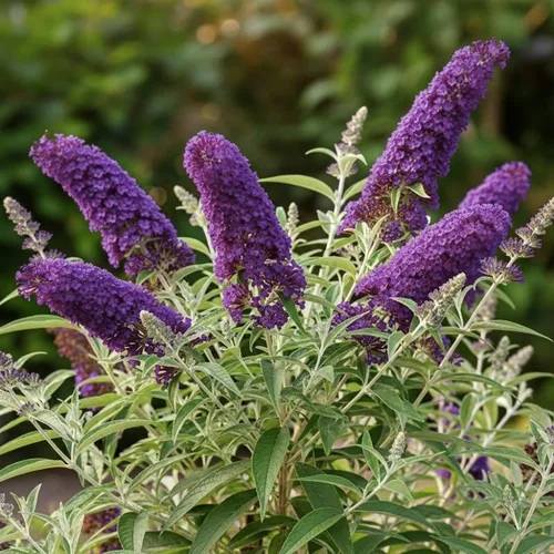 Vista 7 de Planta viva de arbusto de mariposa negro-morado, 5-10 pulgadas de alto