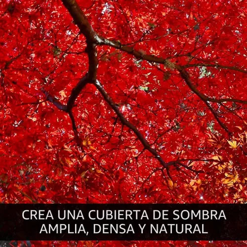 Vista 6 de Más de 50 semillas de arce rojo para plantar al aire libre - Semillas de árbol de arce tradicional (Acer rubrum)