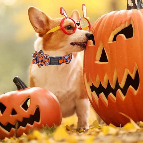 Vista 4 de Collar de perro de Halloween de estilo único con arco de flores de Unique Style Paws, collar de calabaza de algodón para perros pequeños, medianos