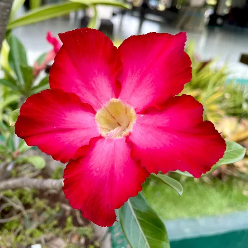 Vista 4 de Planta de rosa roja del desierto viva suculenta, maceta de cultivo de 1 galón, planta de rosa del desierto de Adenium, plantas de interior vivas